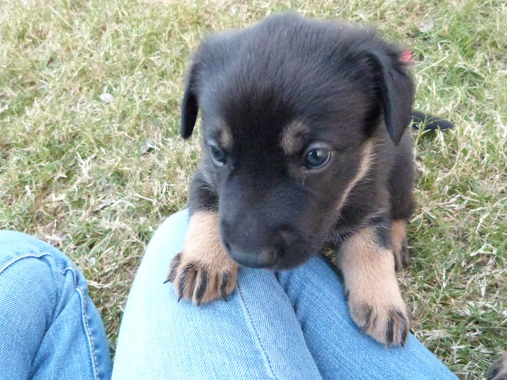 chinook dog